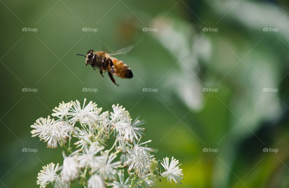Honeybee flying to the next flower 