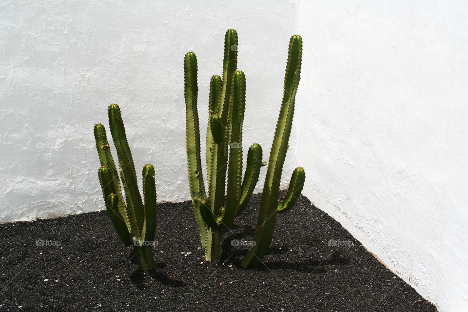 Cactus