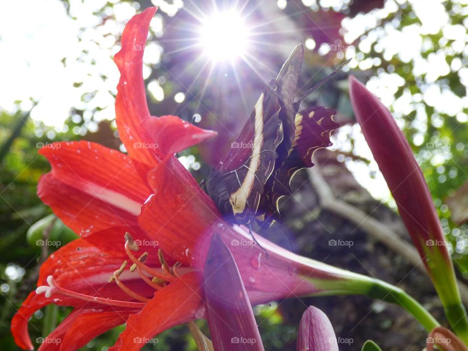 Butterfly and flower