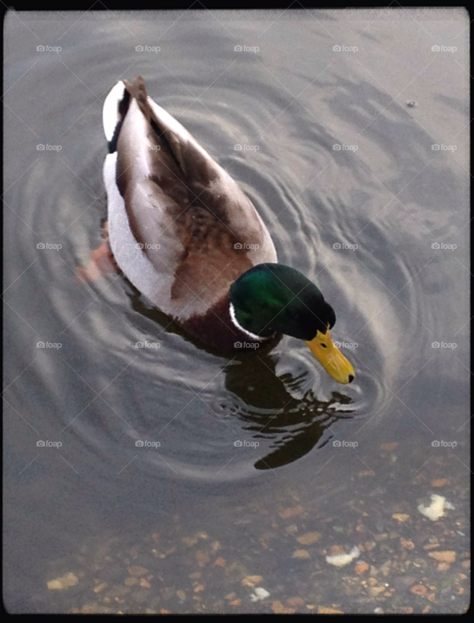 ashtead surrey england pond mallard duck male duck by beadz