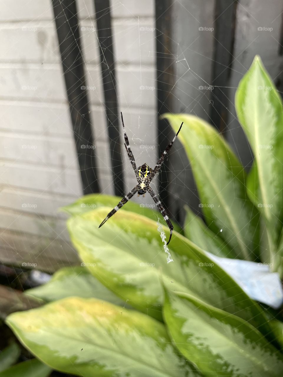 Beautiful spider 