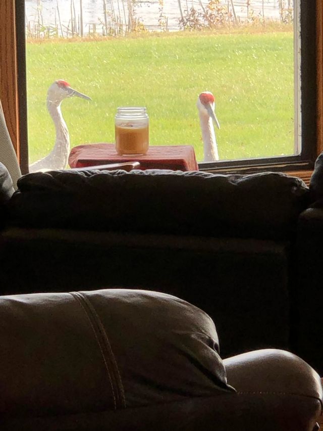 2 Crains Looking In