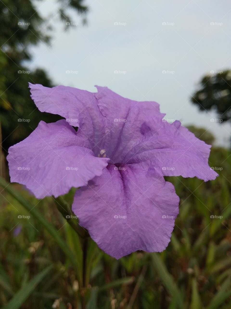 purple flower in garden