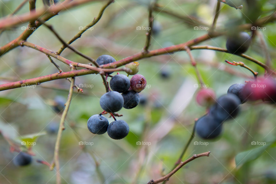 Blueberries on the vine 