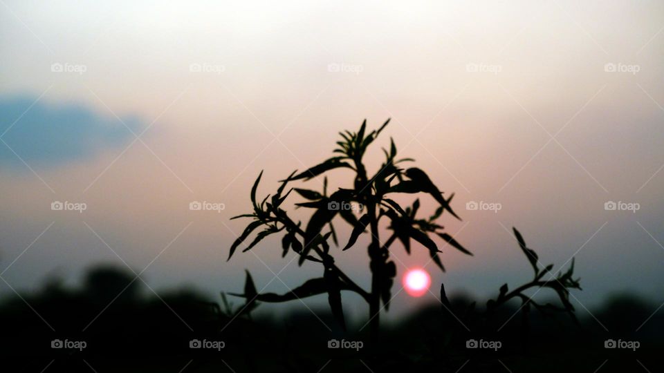 beautiful plants silhouette photo in the afternoon