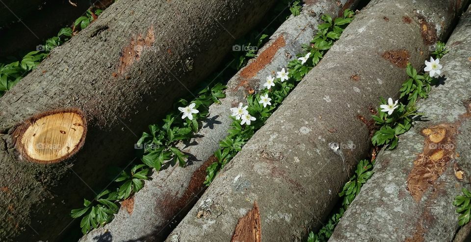 Anemone between logs