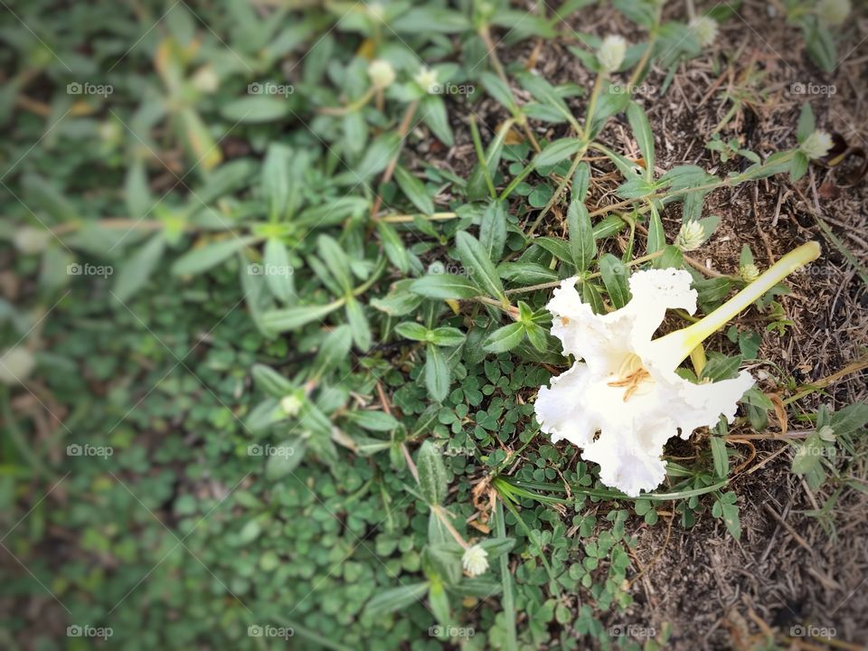 White flower on grass in the morning