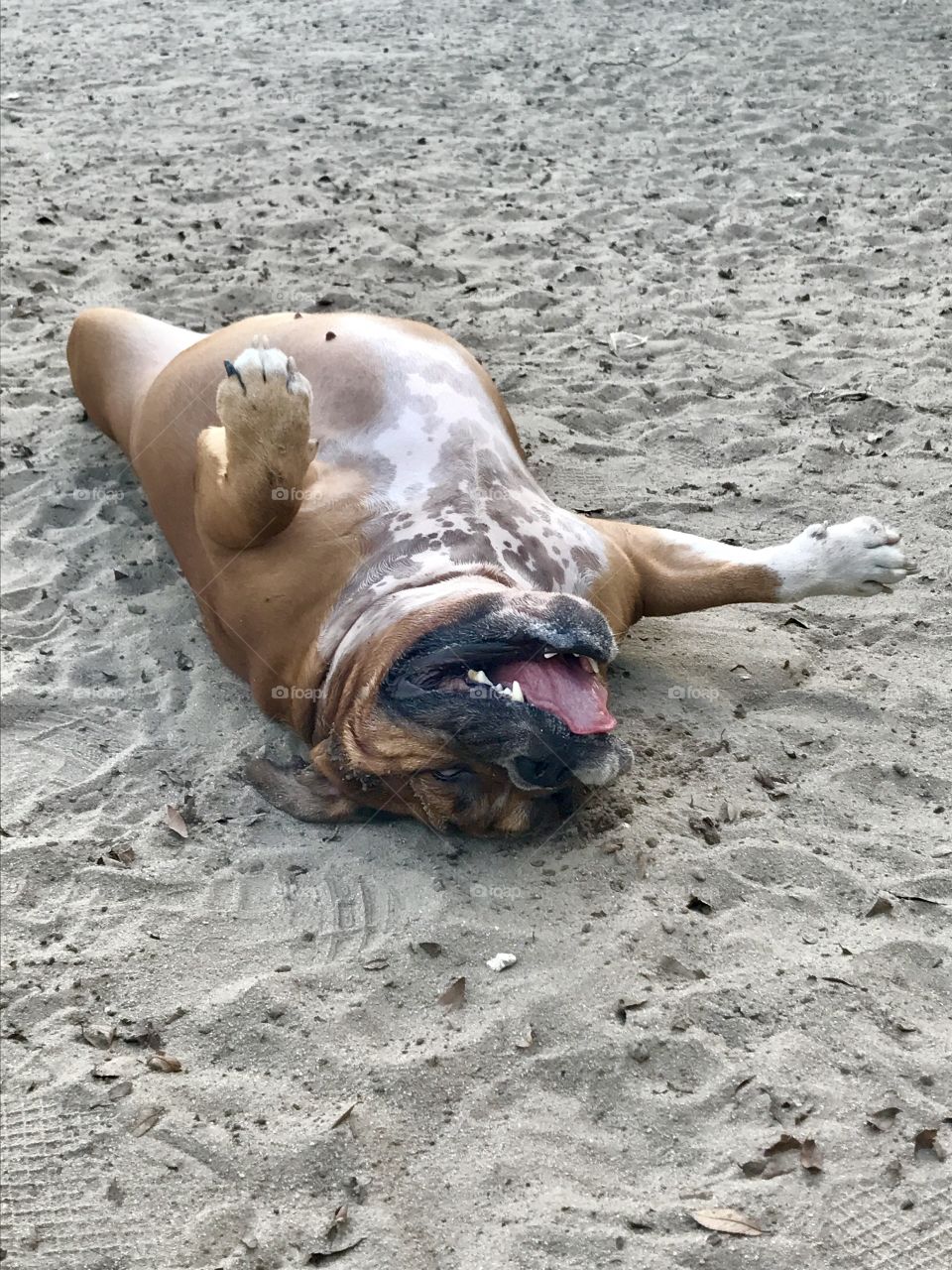 Bulldog loving life at the dog park! ❤️