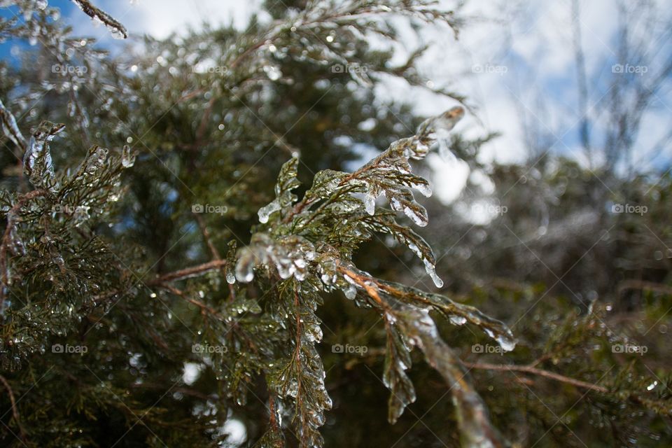 Pine tree with ice 