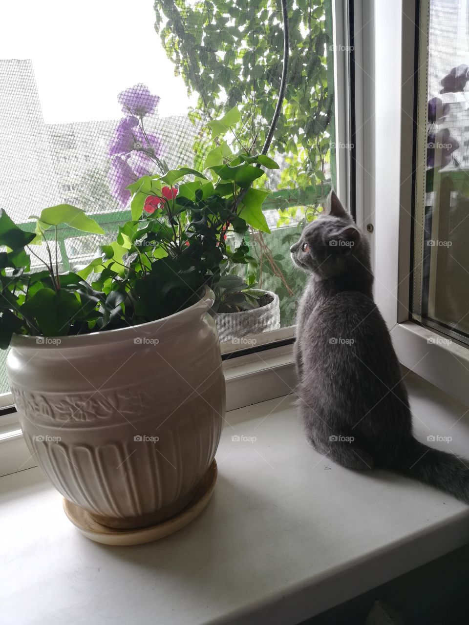 кот и окно