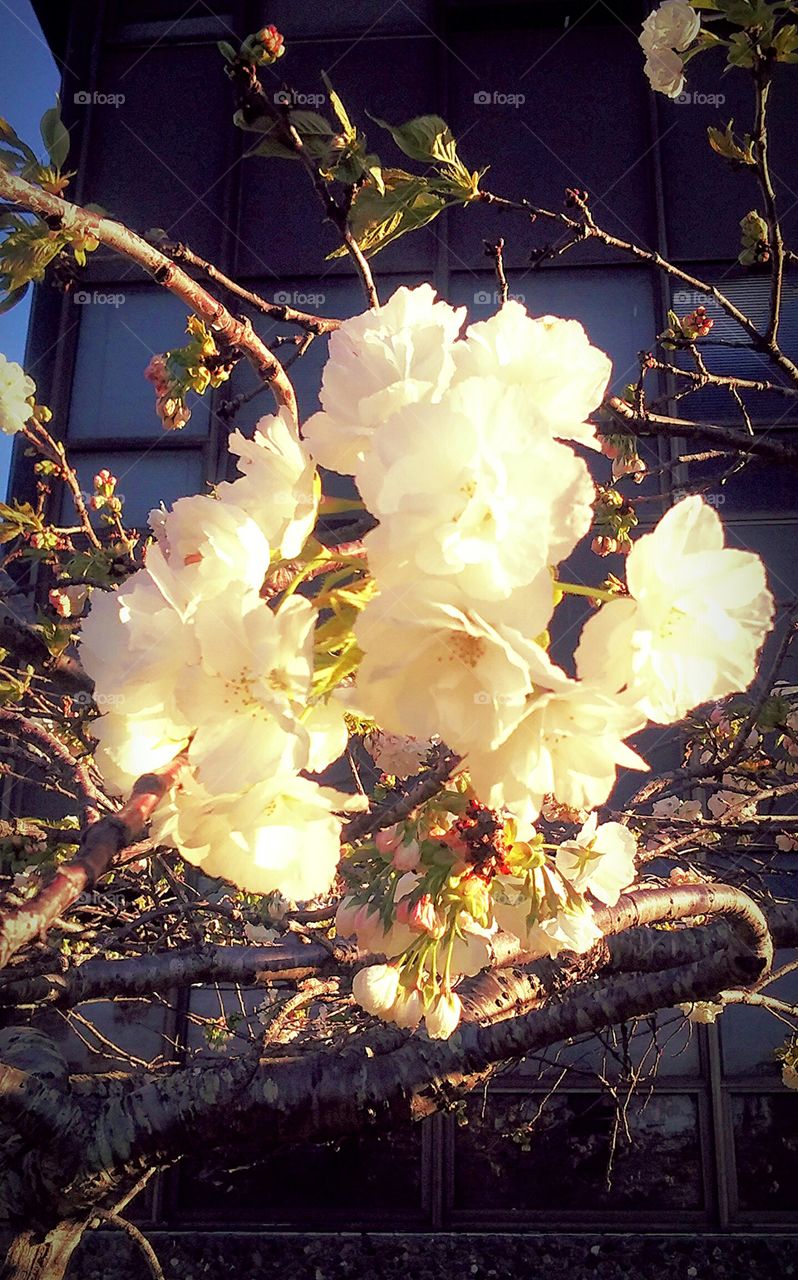 white flowers