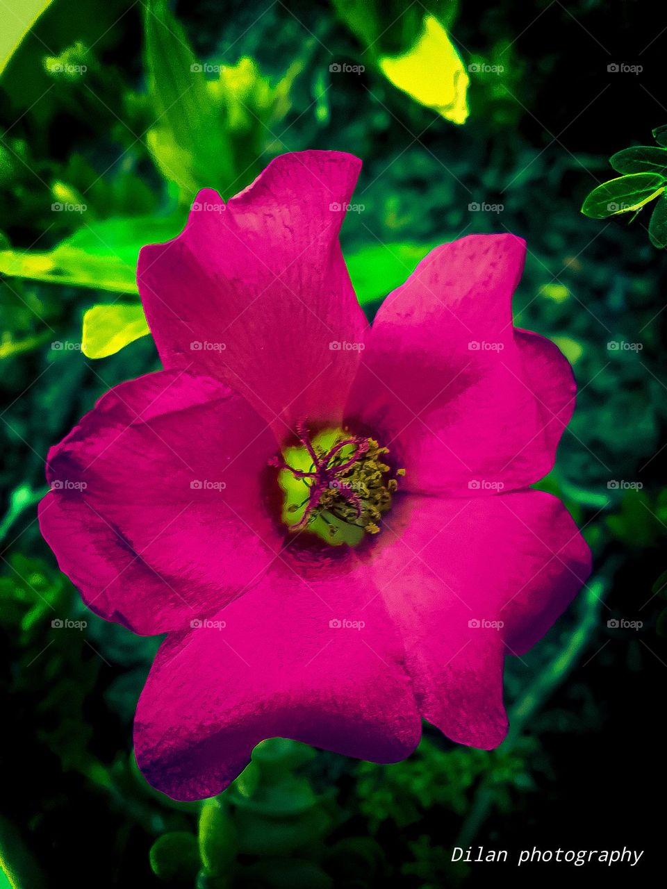 Adobe lr
flower