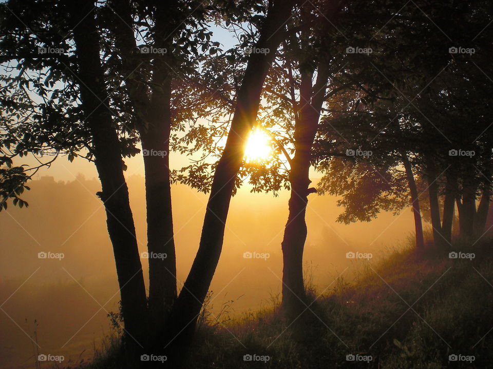 Tree, Dawn, Landscape, Wood, Fog