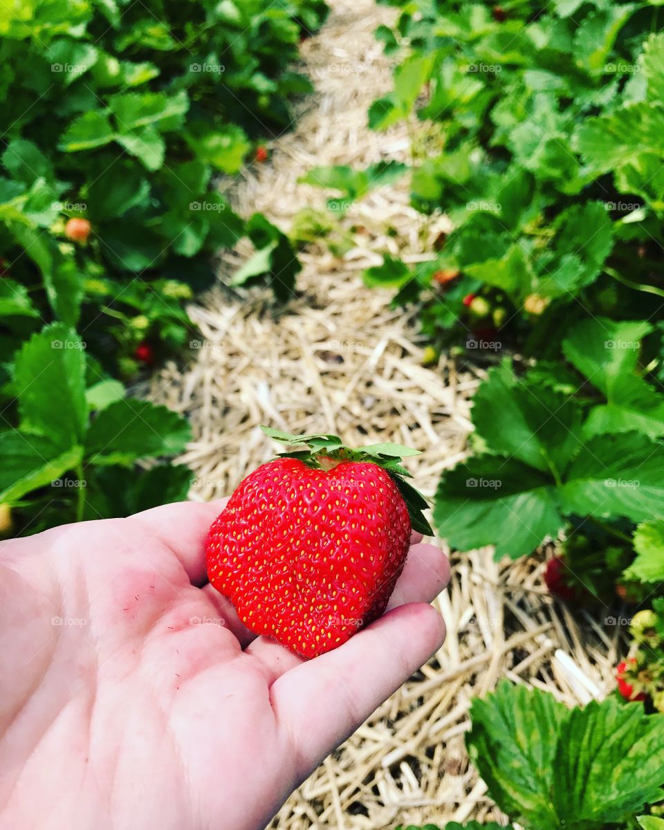 Strawberry picking.