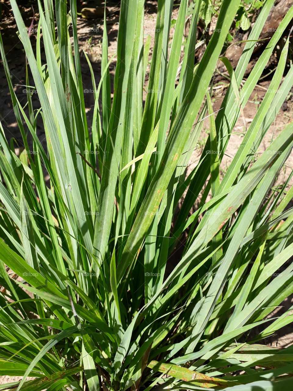 Erva-Príncipe também conhecido por Capim Santo ou Capim-Cidreira ou Capim-Limão, é uma planta herbácea da família Poaceae, nativa das regiões tropicais da Ásia, especialmente da Índia. Cha calmante.