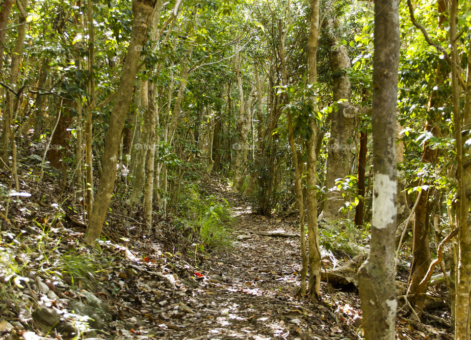 Path through the forest