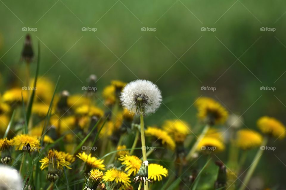dandelion