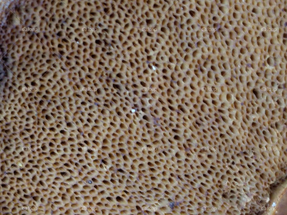 mushroom gills close-up