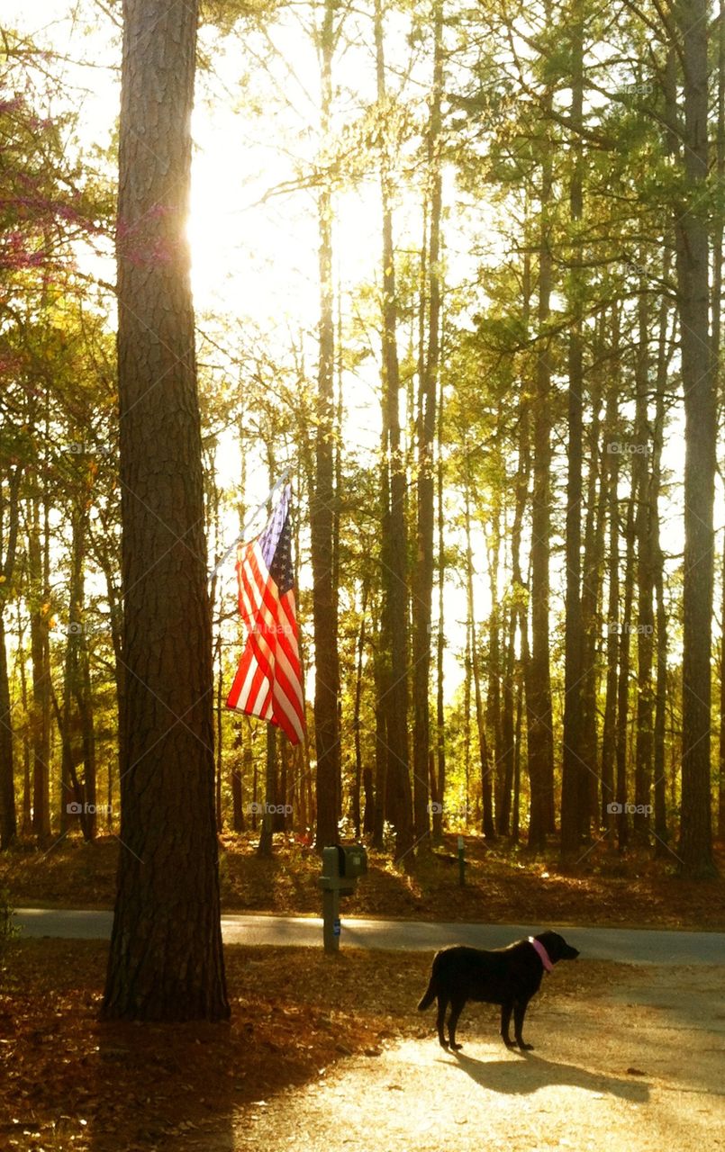 Sunlight through the trees