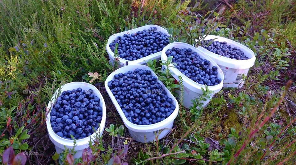 blueberries in the wild