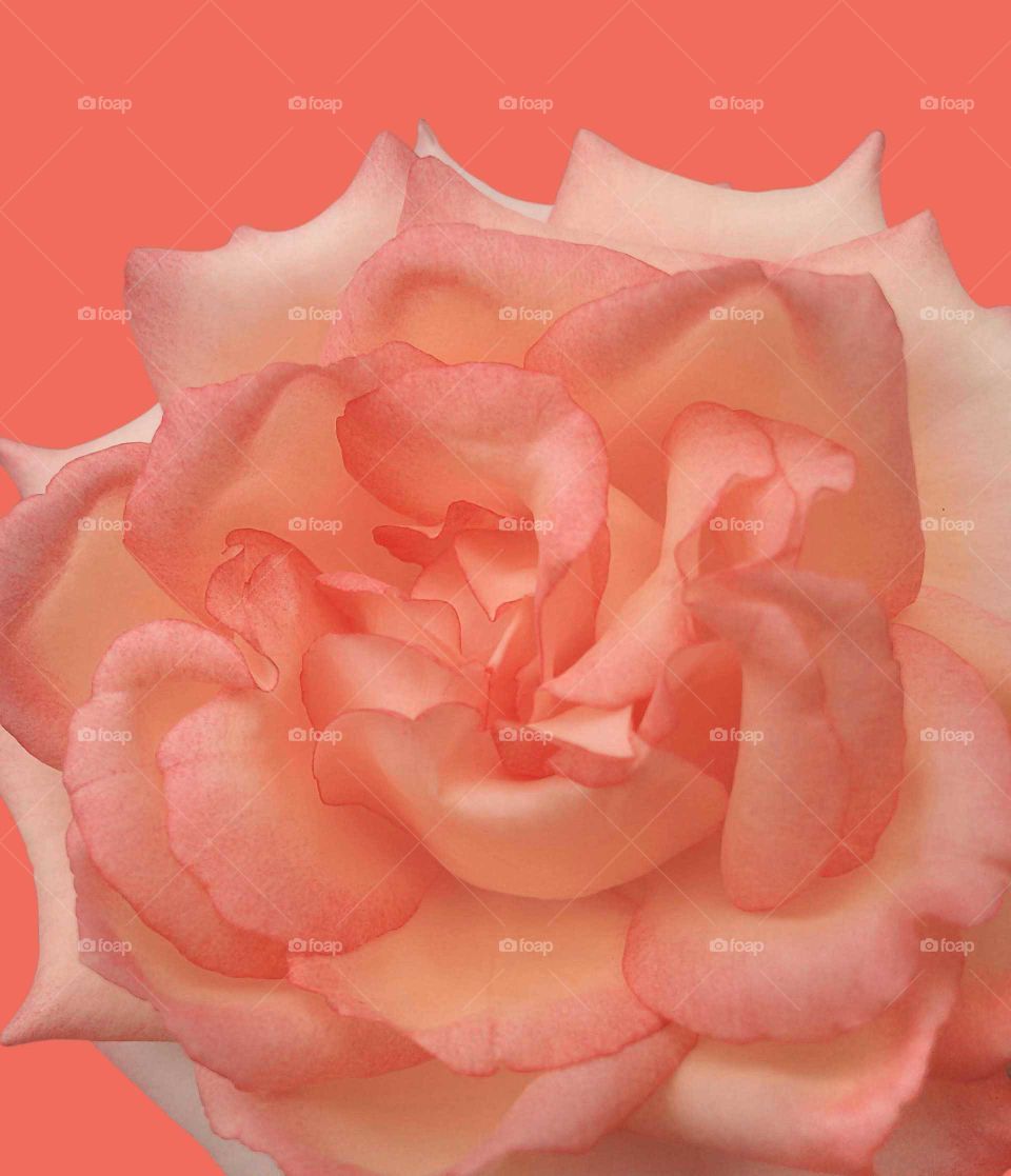 Rose on a background in colour of the Year 2019 Living Coral.