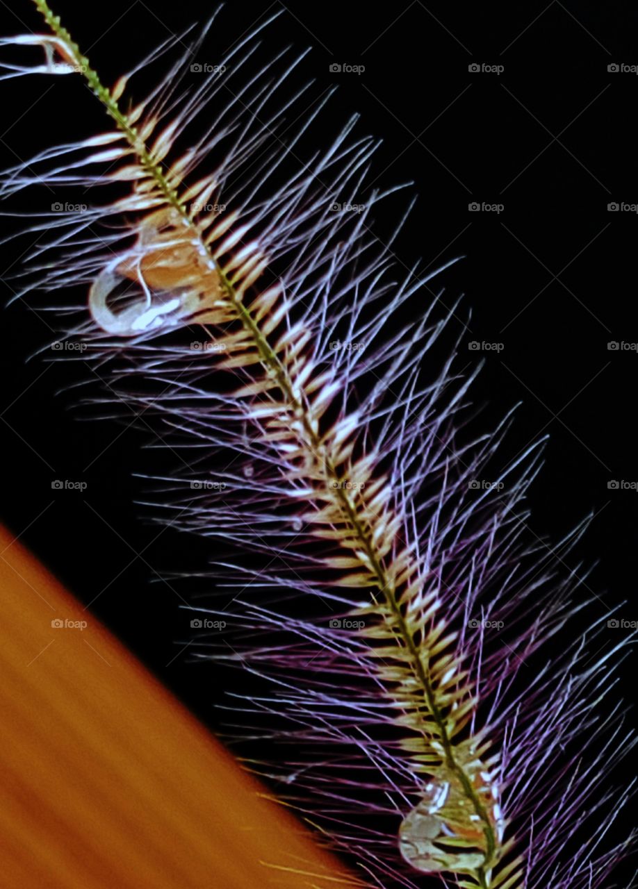 rain drop and. wet leaves