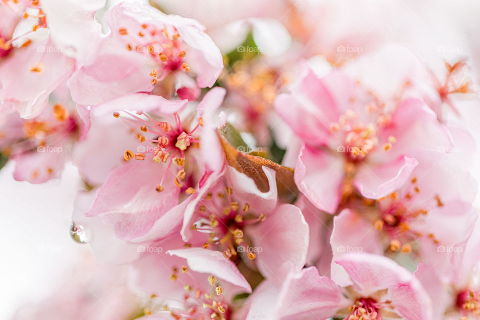 Spring flowers 