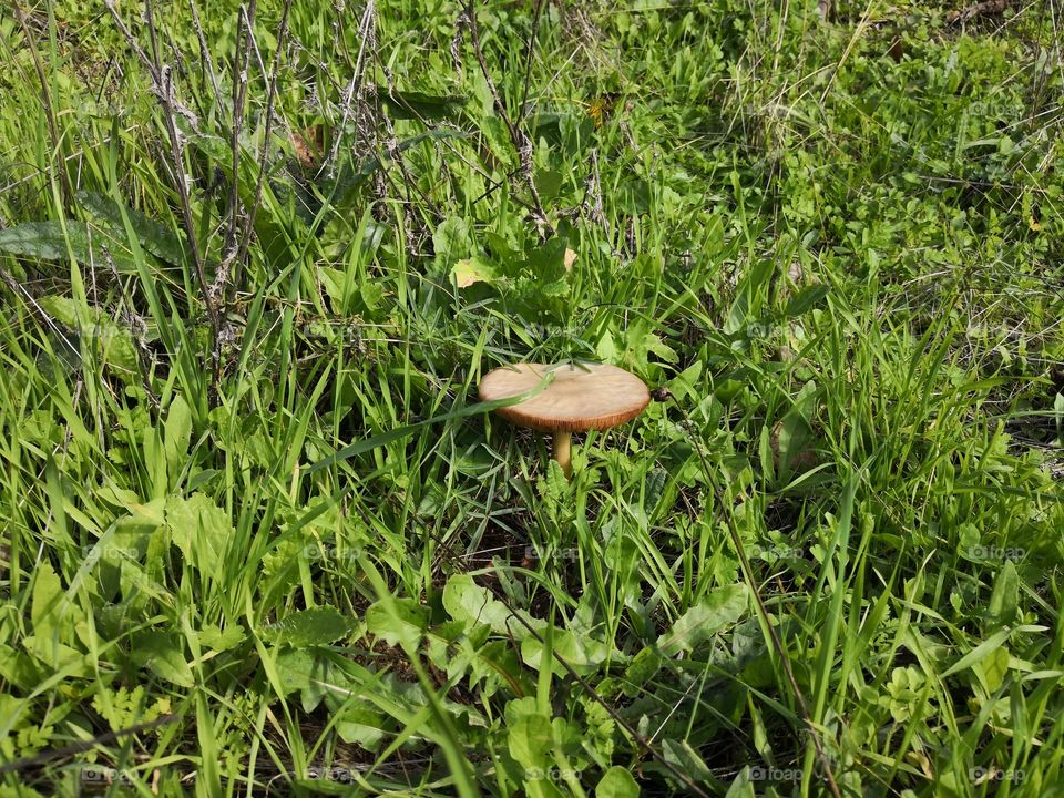 Mushroom & Grass, Nature, Castelo de Vide, Portugal