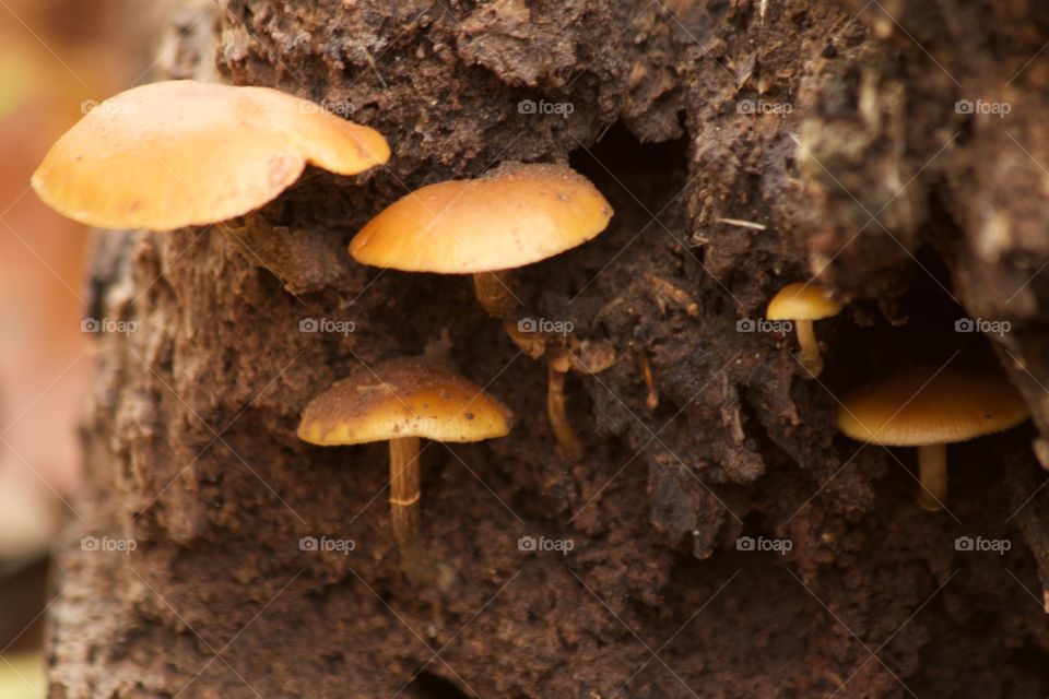 Close-up of mushroom in tree trunk