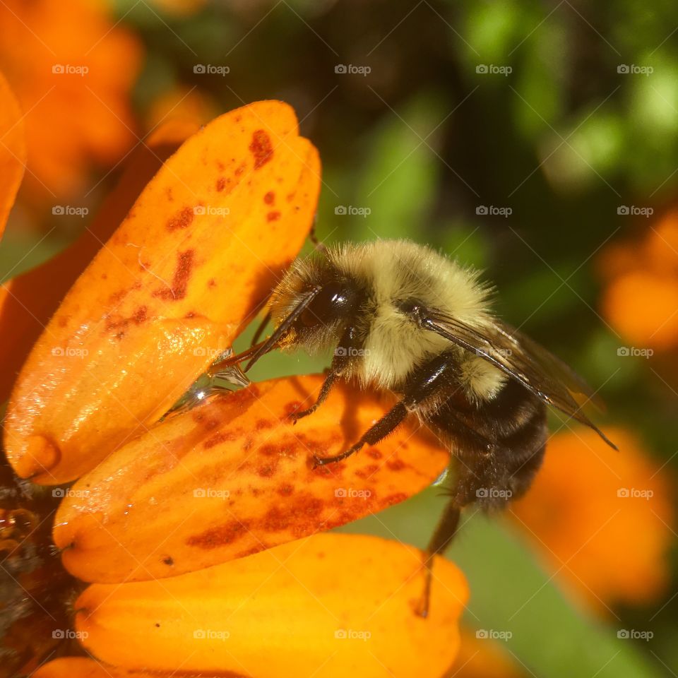 Bee looking for pollen 