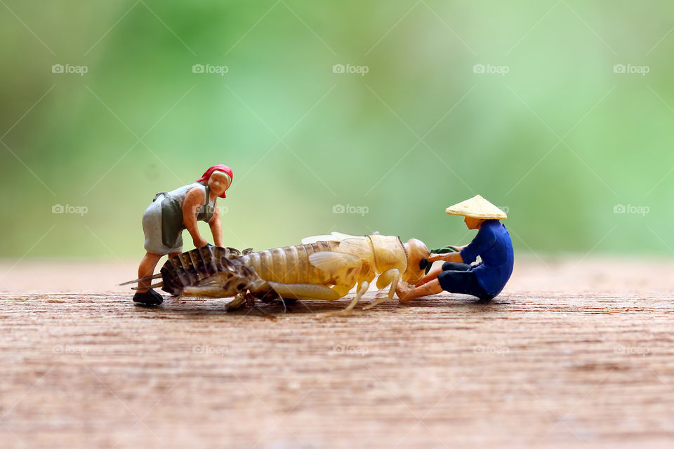 Miniature figures and cricket shedding exoskeleton