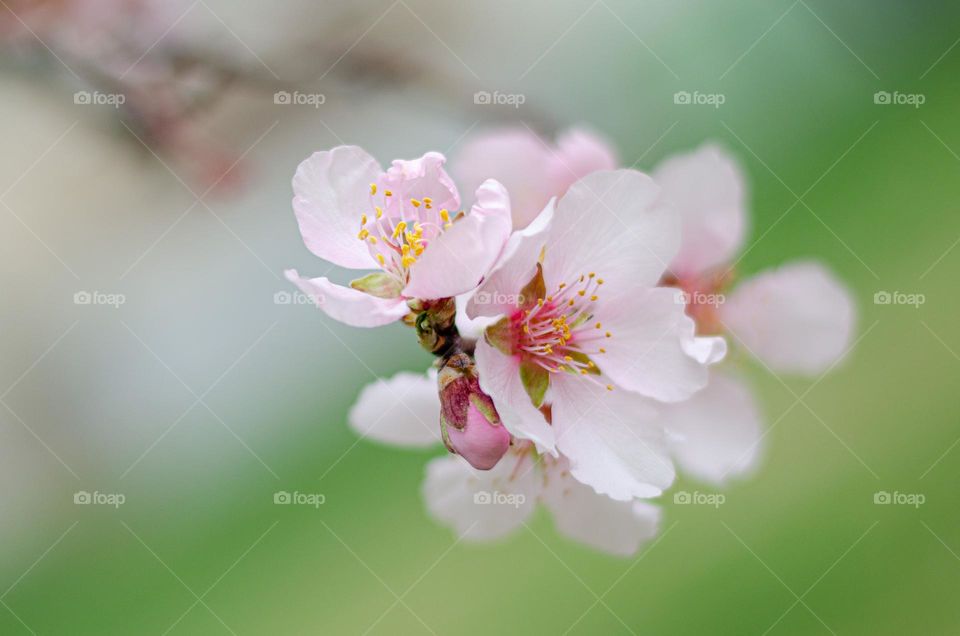 Colors of Spring, Close up