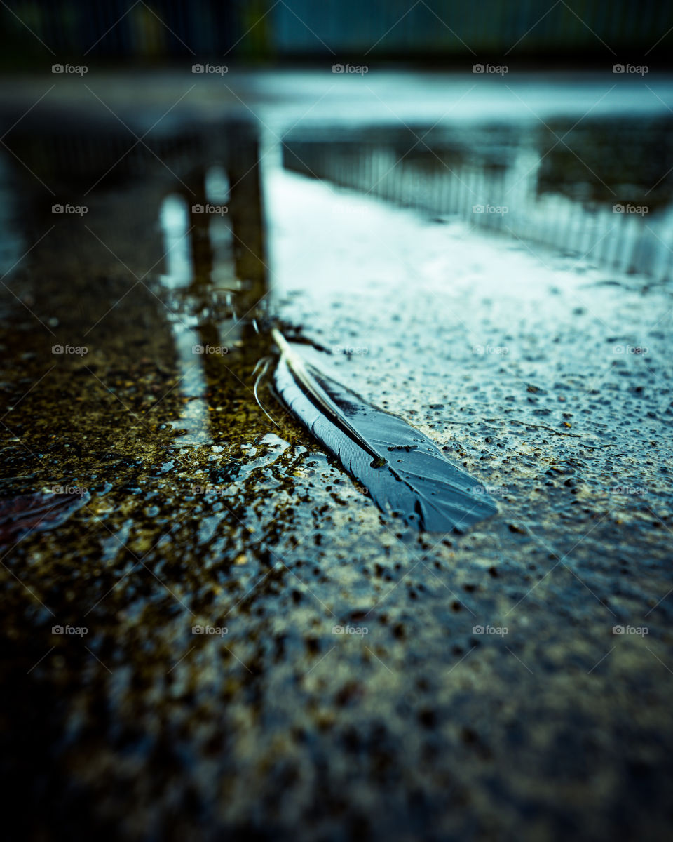 Bird feather in water