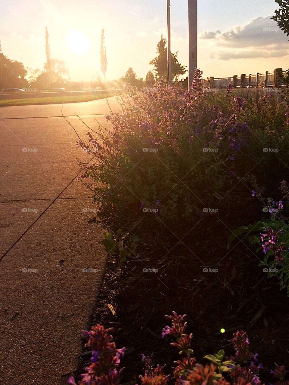 Purple flowers in the sunlight 