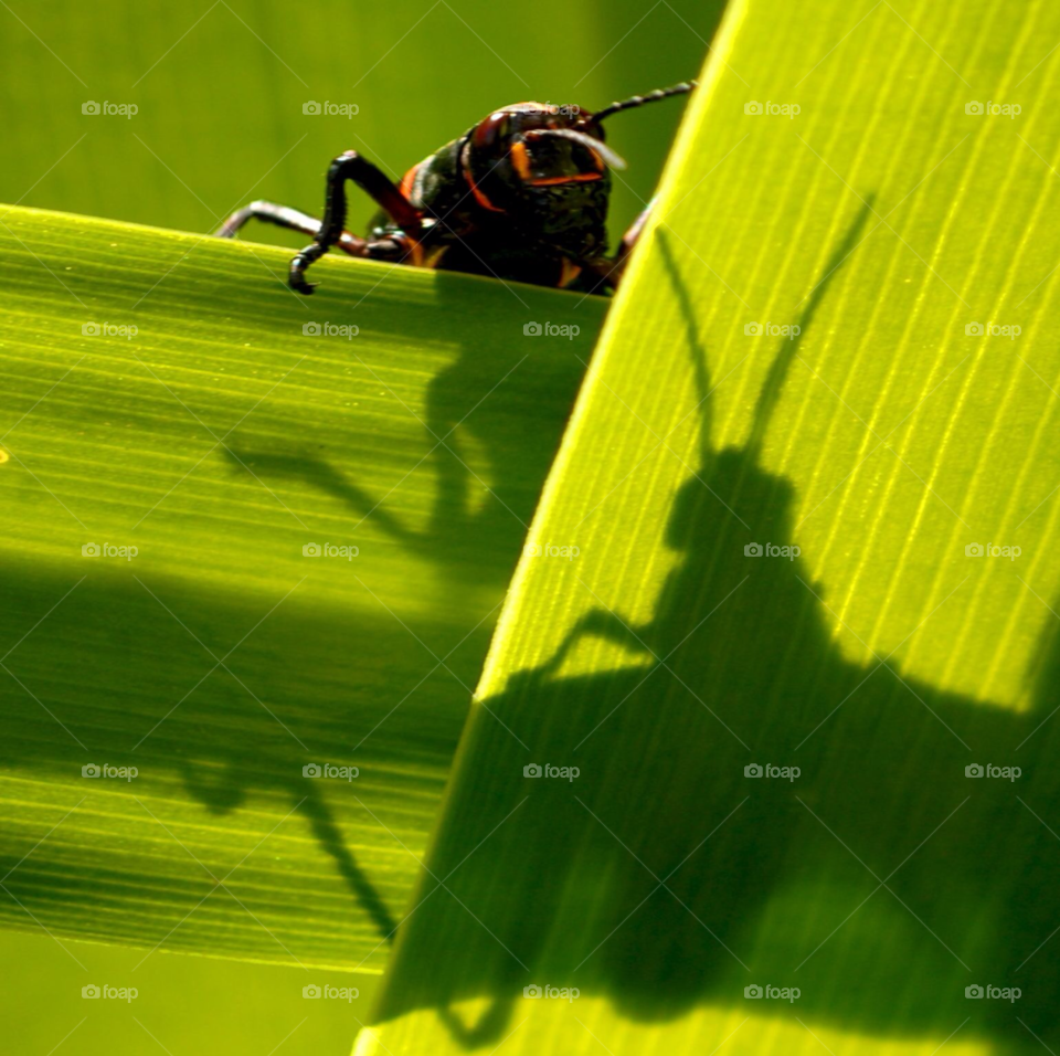 shadows insect grasshopper bug shadows by lightanddrawing