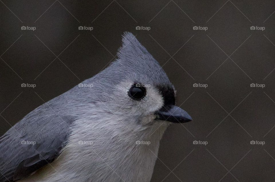 Tufted Titmouse portrait 