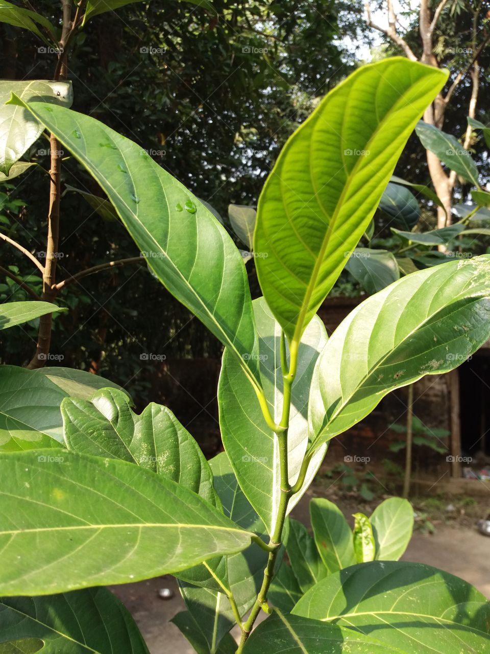 Leaf, No Person, Nature, Flora, Tropical