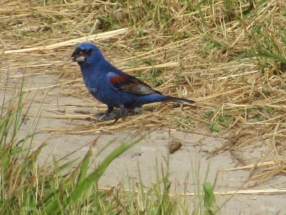 Blue Grosbeak