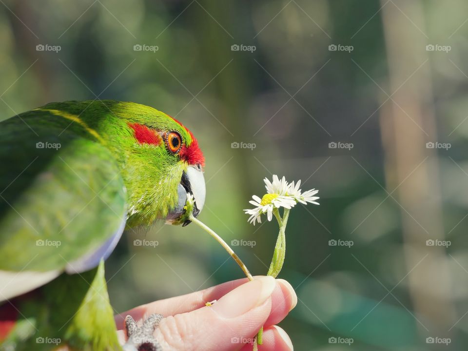 Close up of kakariki parakeet