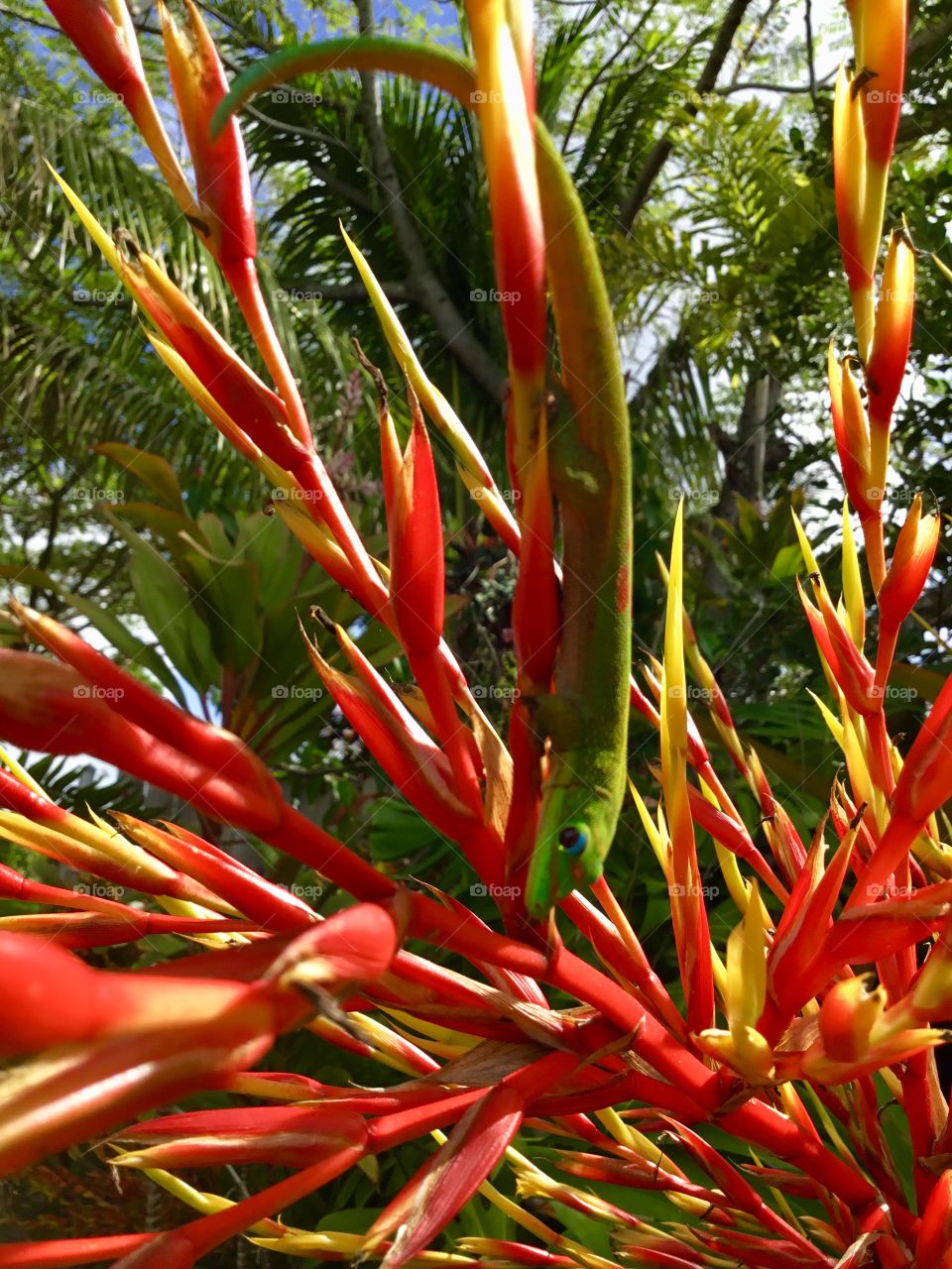 Gecko on bromeliad