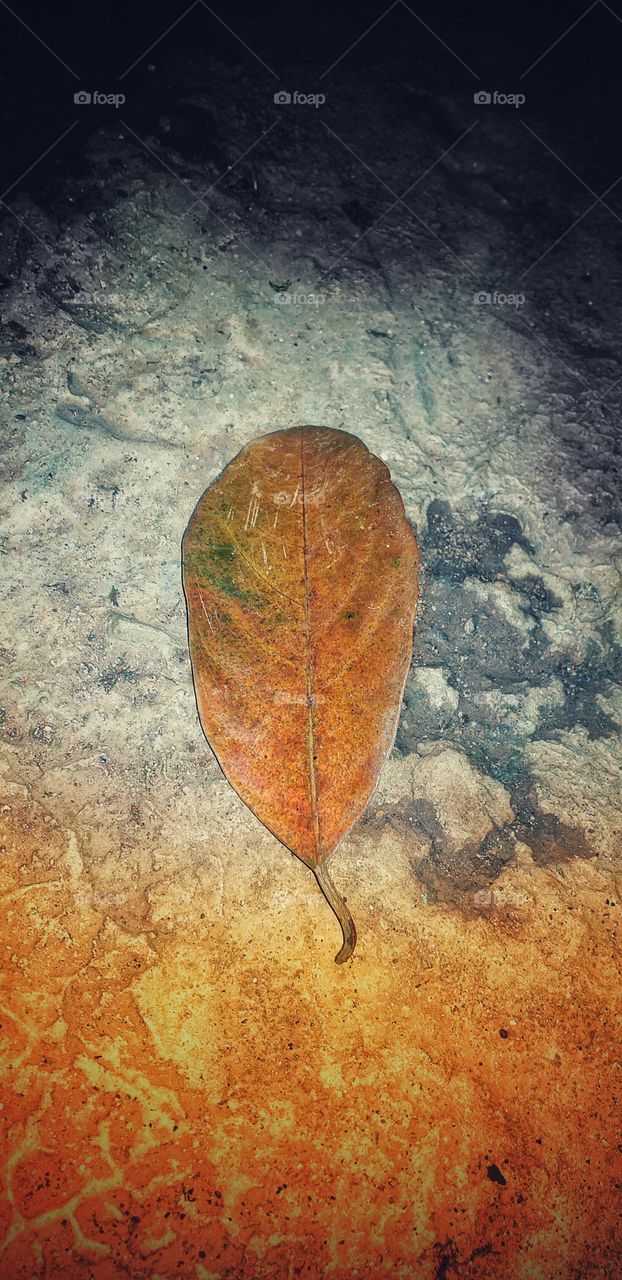 amazing view of dried leaf