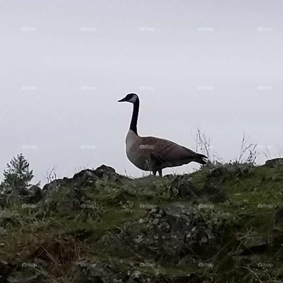 a silhouette of a goose ontop of a moss covered rock with foliage and  a cloudy sky