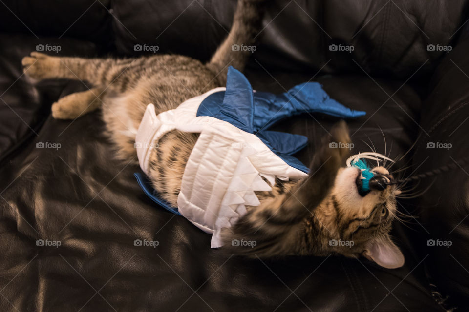 A kitten playing in a shark costume