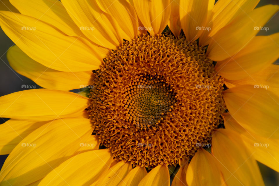 Girassol com close ao centro