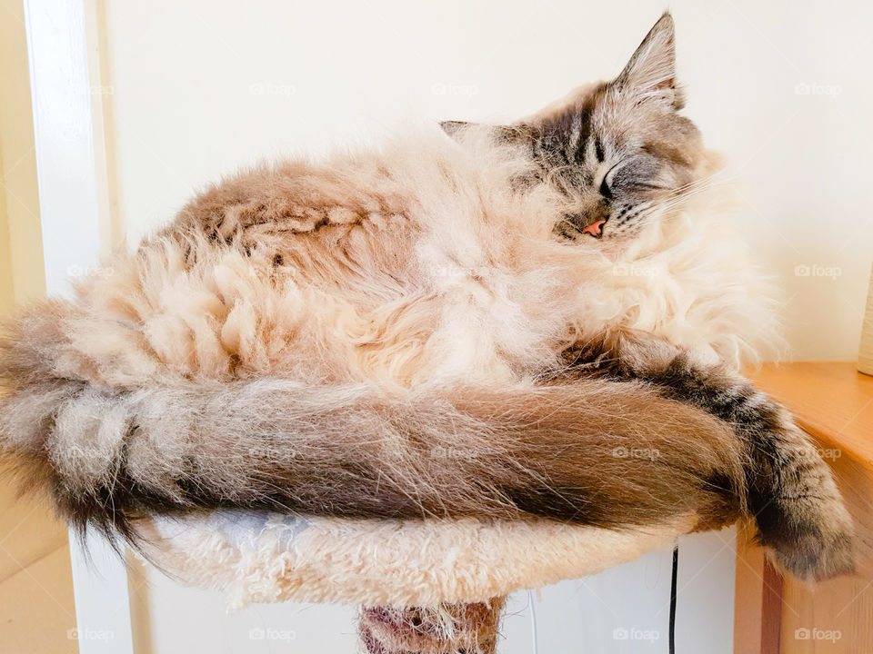 Sleeping on cat stand, Pedigree Ragdoll cat. Male pointed Seal Lynx.