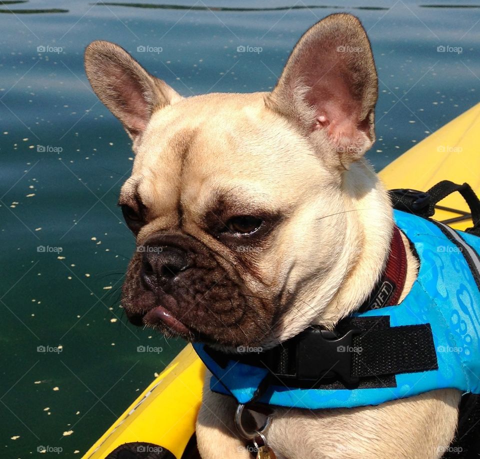 Dog, Portrait, Canine, Bulldog, Pet