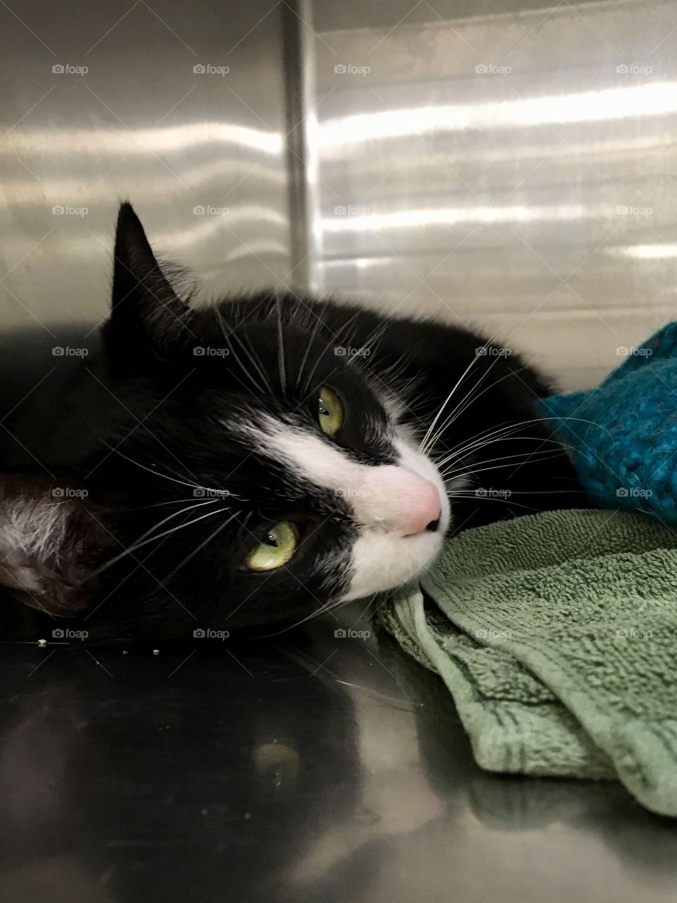 Cat for adoption at PetSmart in Florida 