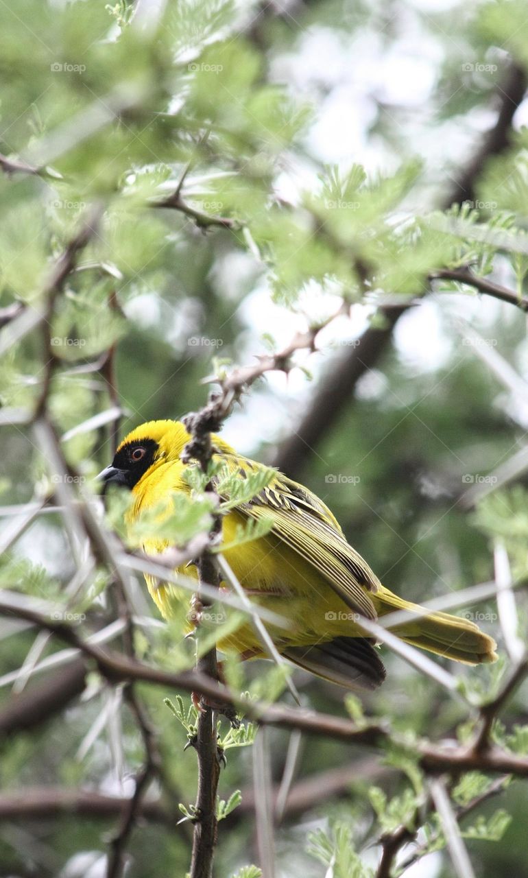 yellow finch in a thorn tree