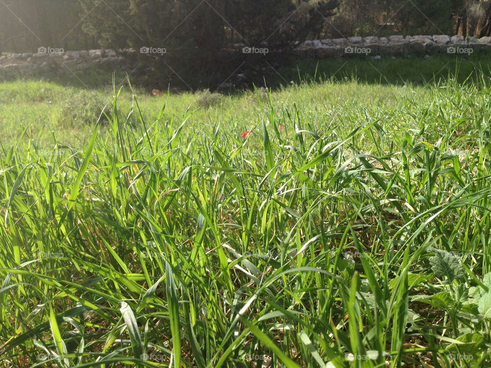 green spring red grass by a.bilbaisi