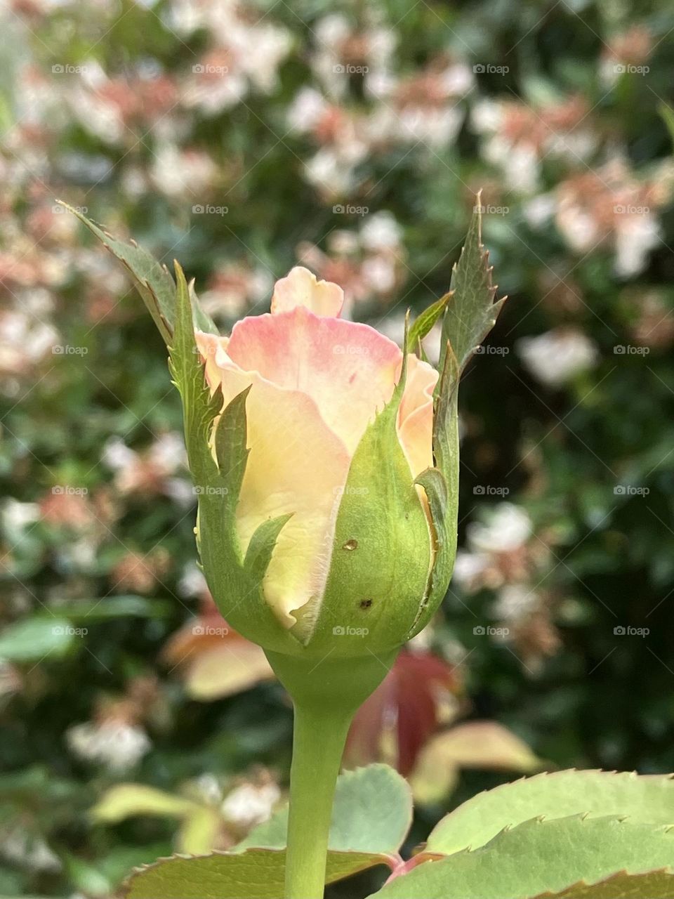 Young rose bud